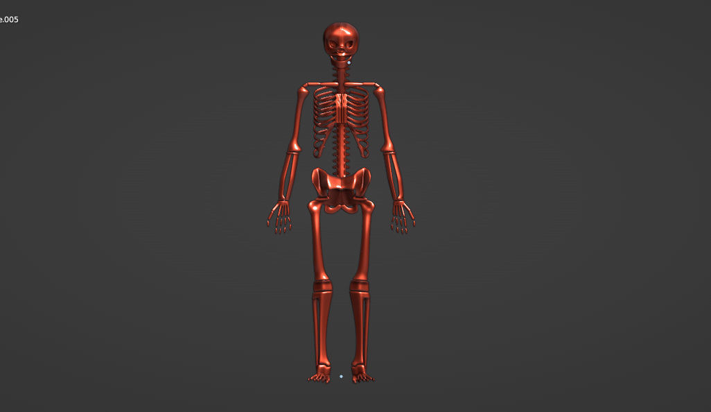 HUMAN skeleton 3D model_30