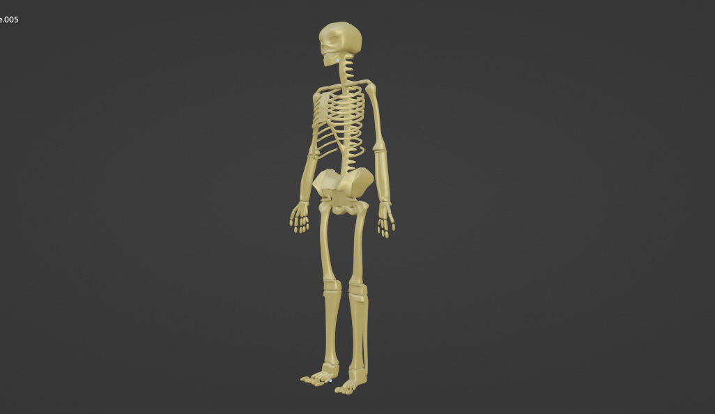 HUMAN skeleton 3D model_24