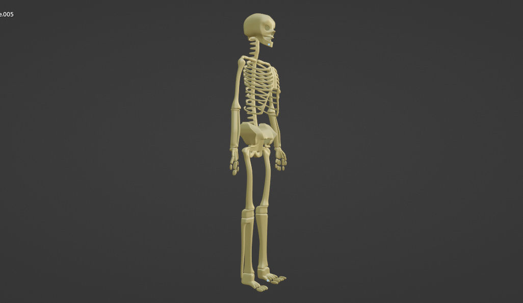 HUMAN skeleton 3D model_22