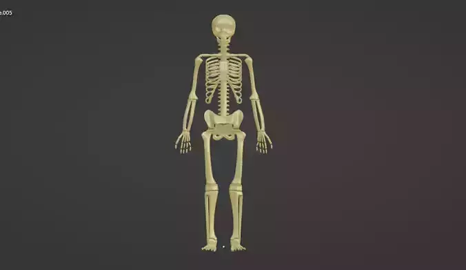skeleton human