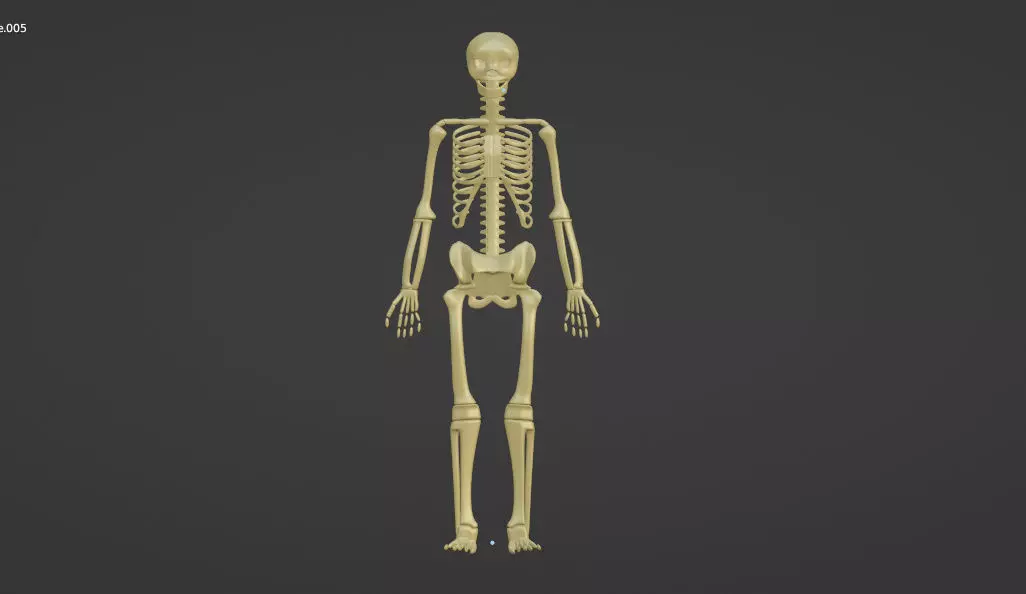 skeleton human Low-poly 3D model_0