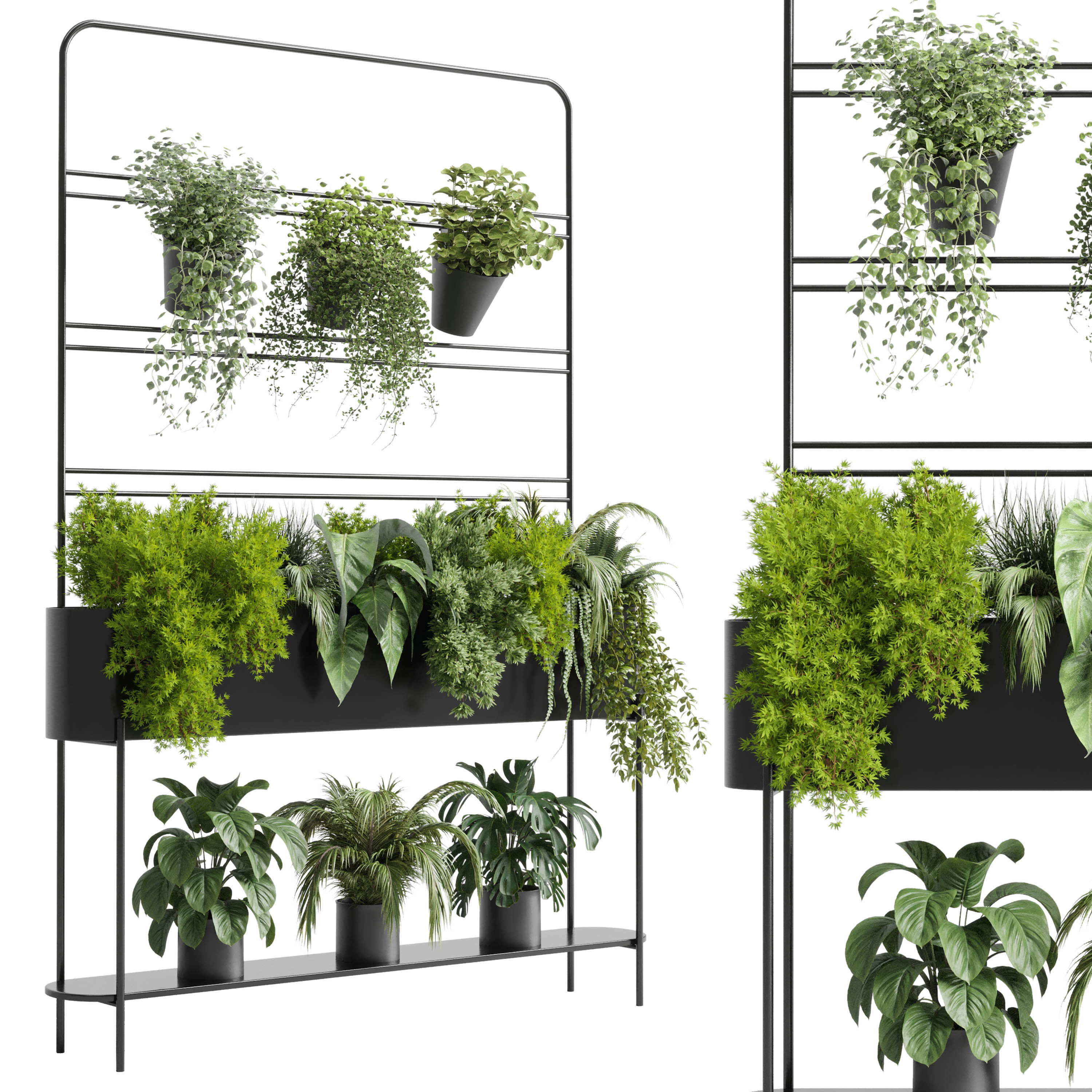 3D model Indoor plant 328 Auckland Black stand Box plant ivy fern pots