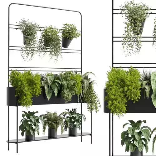 Indoor plant 328 Auckland Black stand Box plant ivy fern pots