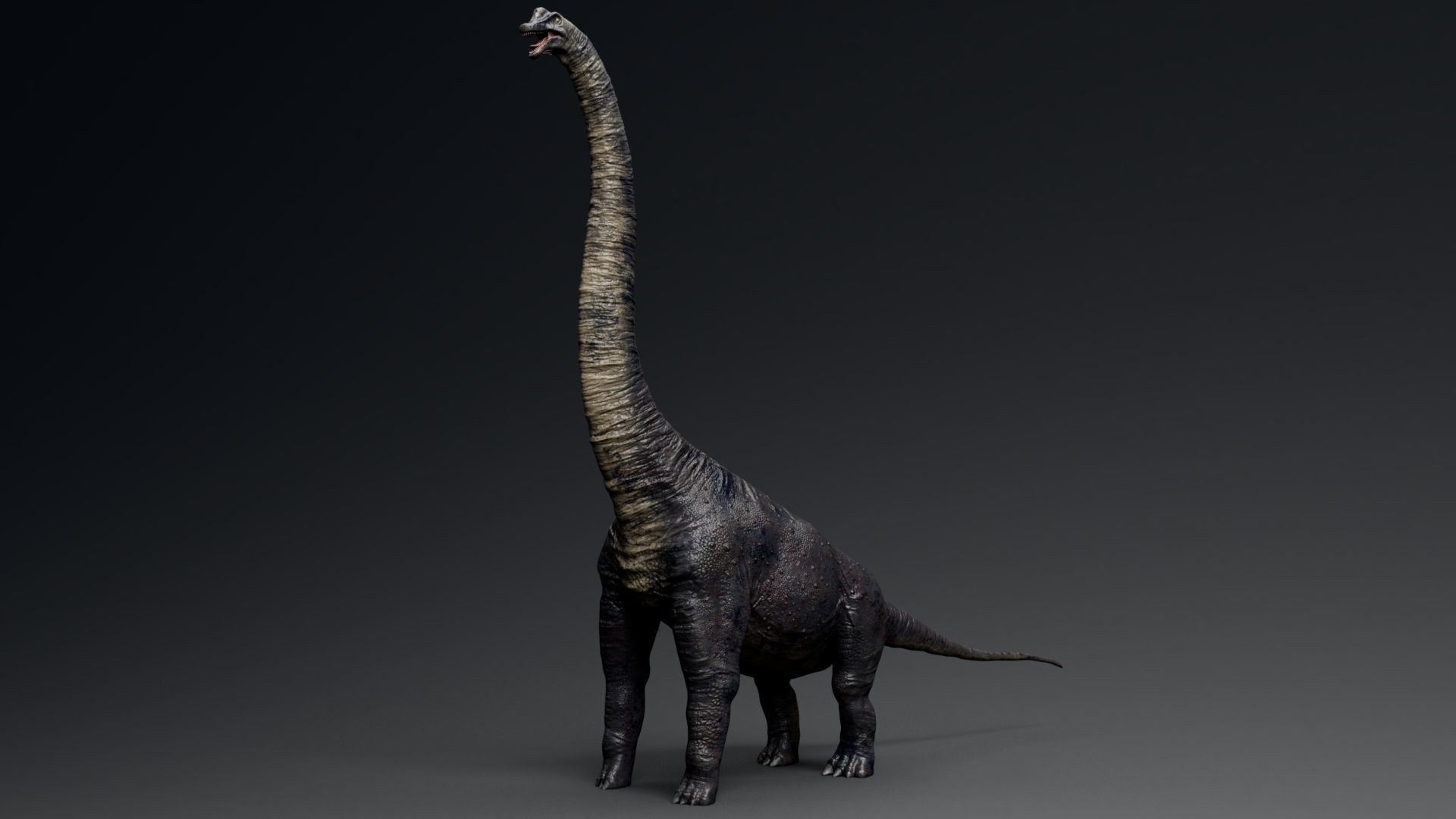 Dinosaur Brachiosaurus Sauropod Low-poly 3D model_8