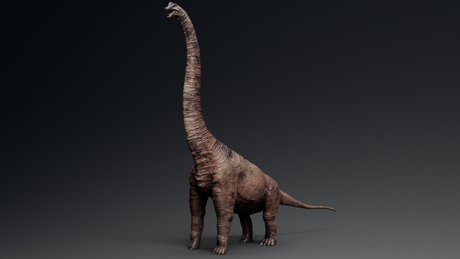 Dinosaur Brachiosaurus Sauropod Low-poly 3D model_13