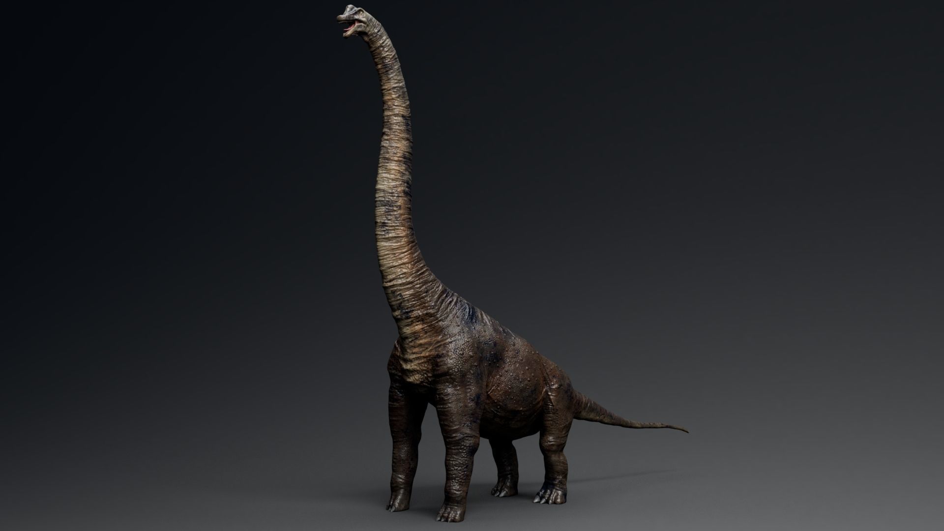 Dinosaur Brachiosaurus Sauropod Low-poly 3D model_9