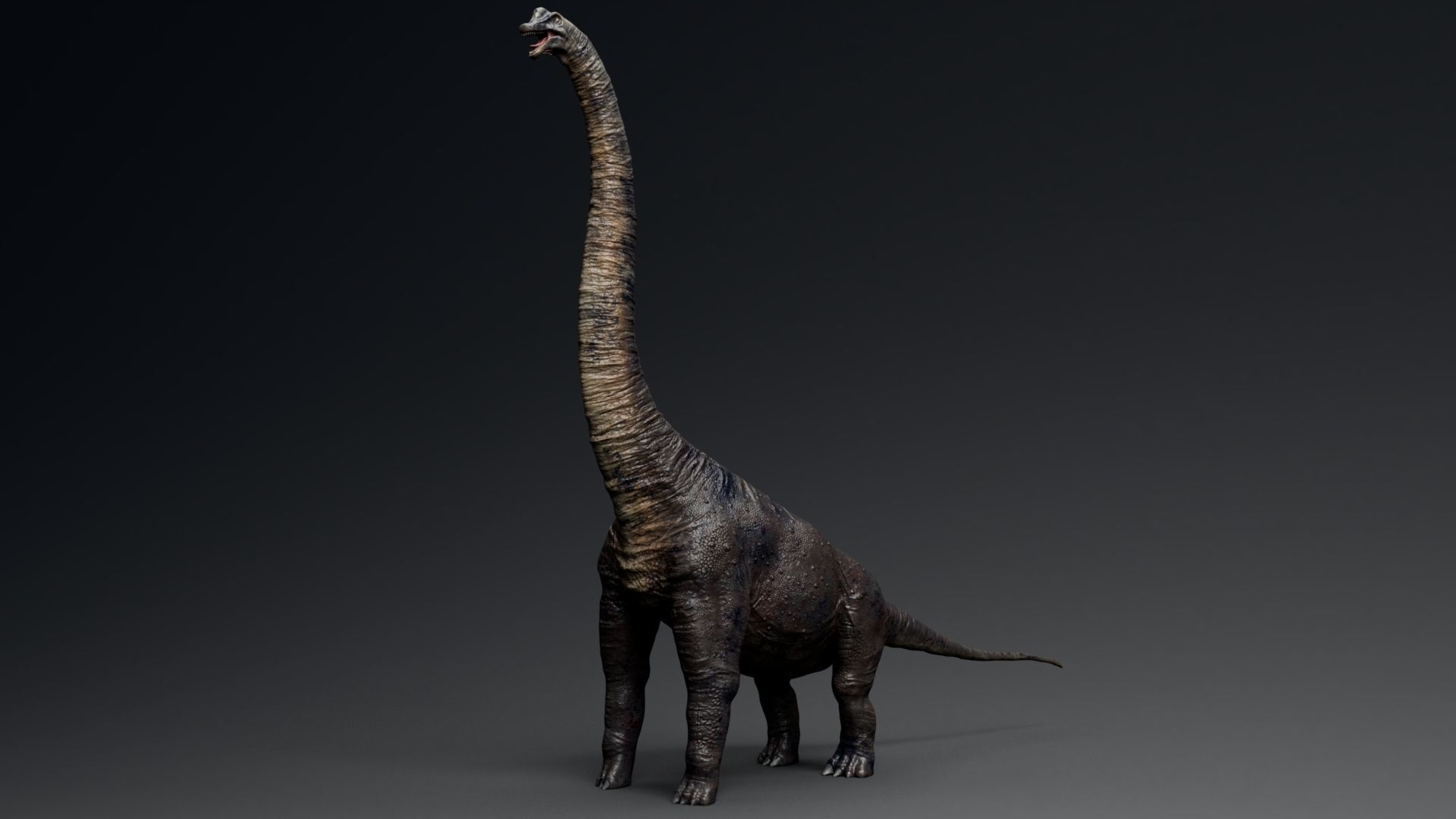Dinosaur Brachiosaurus Sauropod Low-poly 3D model_10