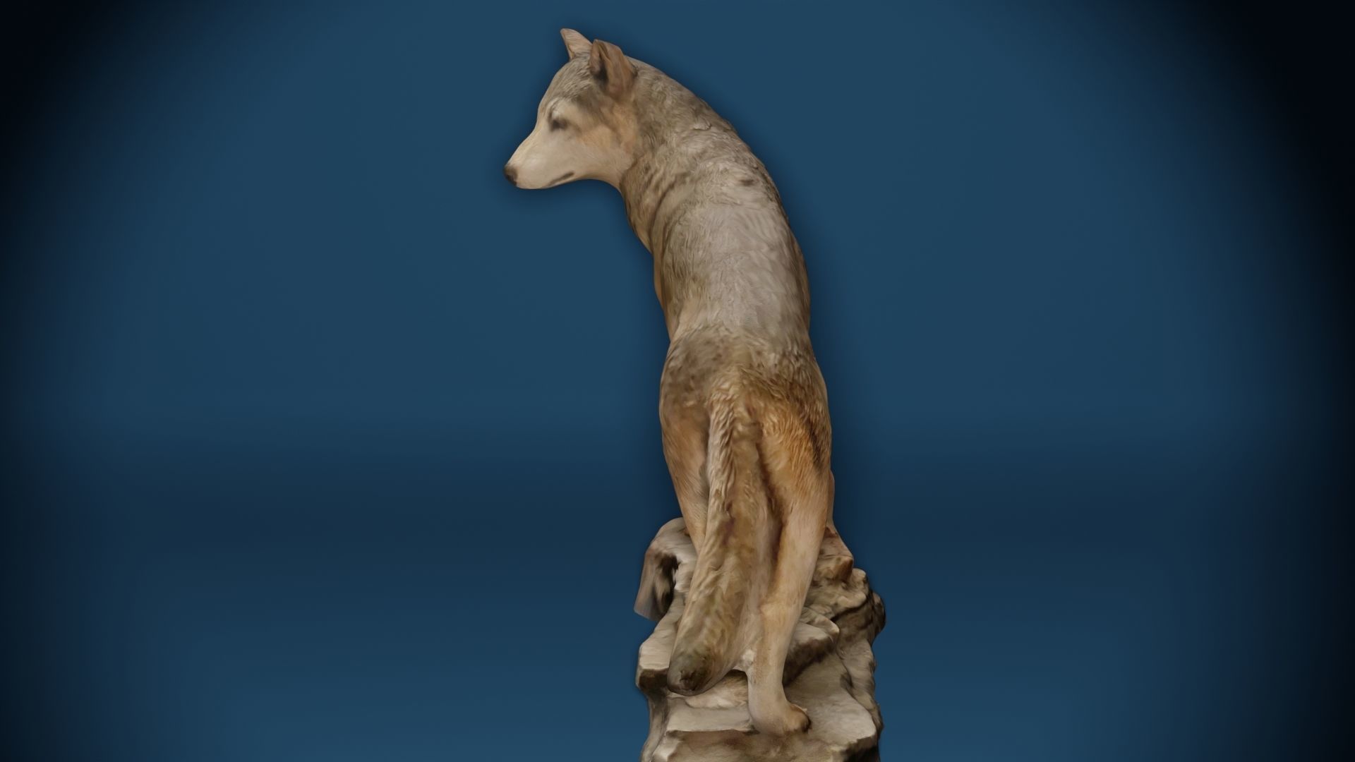 Big Grey Wolf Standing On Rocks Figure Low-poly 3D model_3