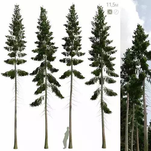 Spruce 11m 3D model