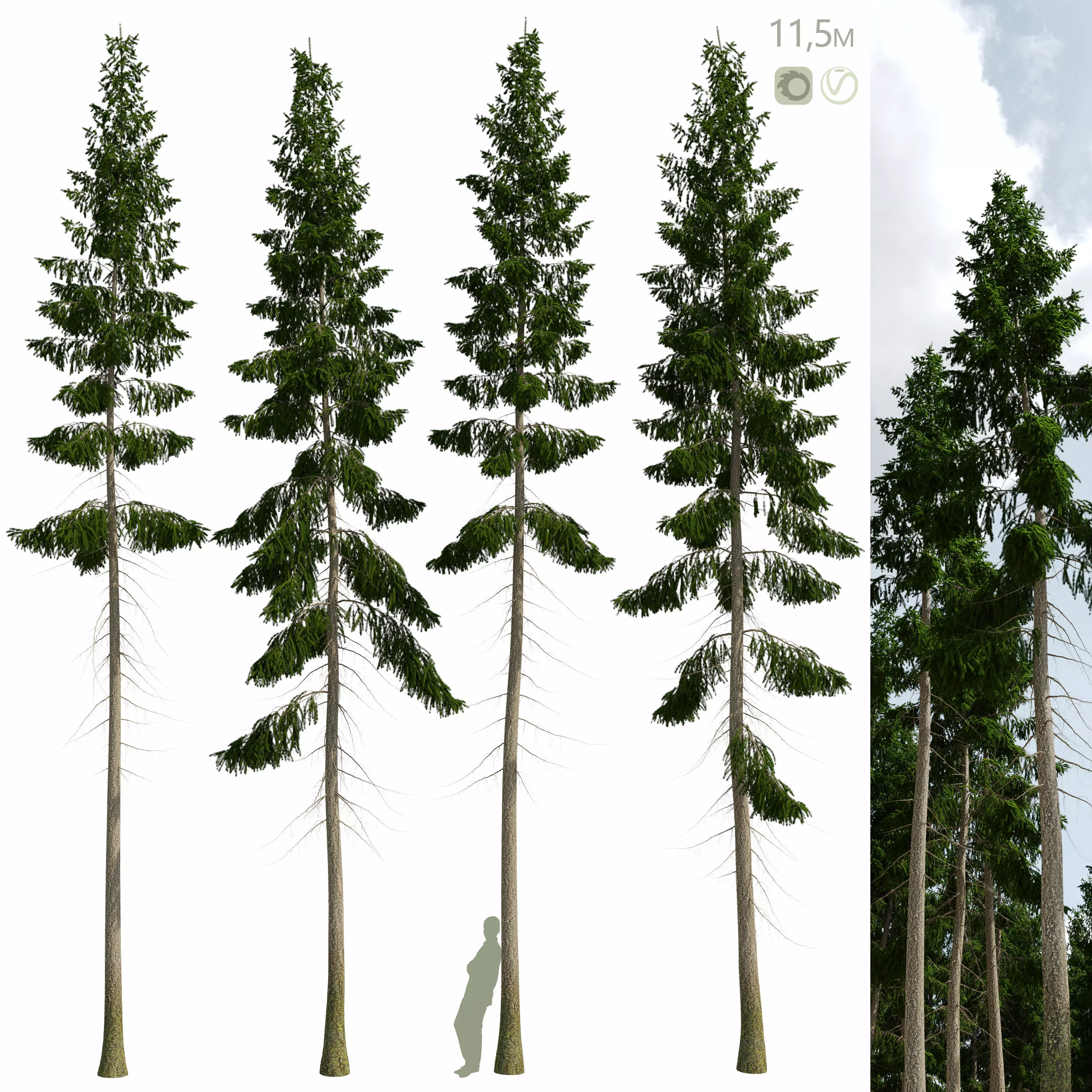 Spruce 11m 3D model