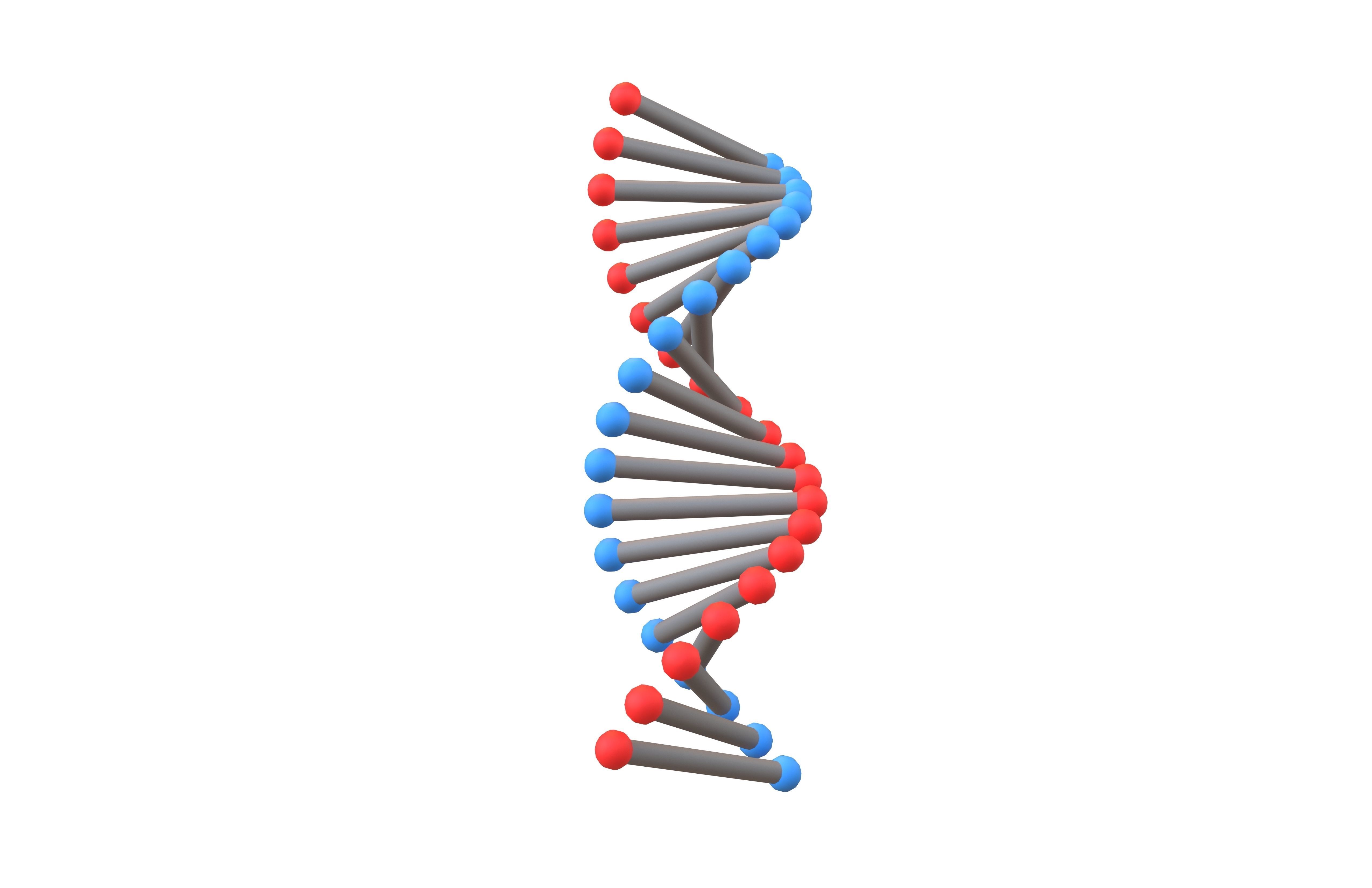 Cartoon DNA Molecule v2 004 Low-poly 3D model_3