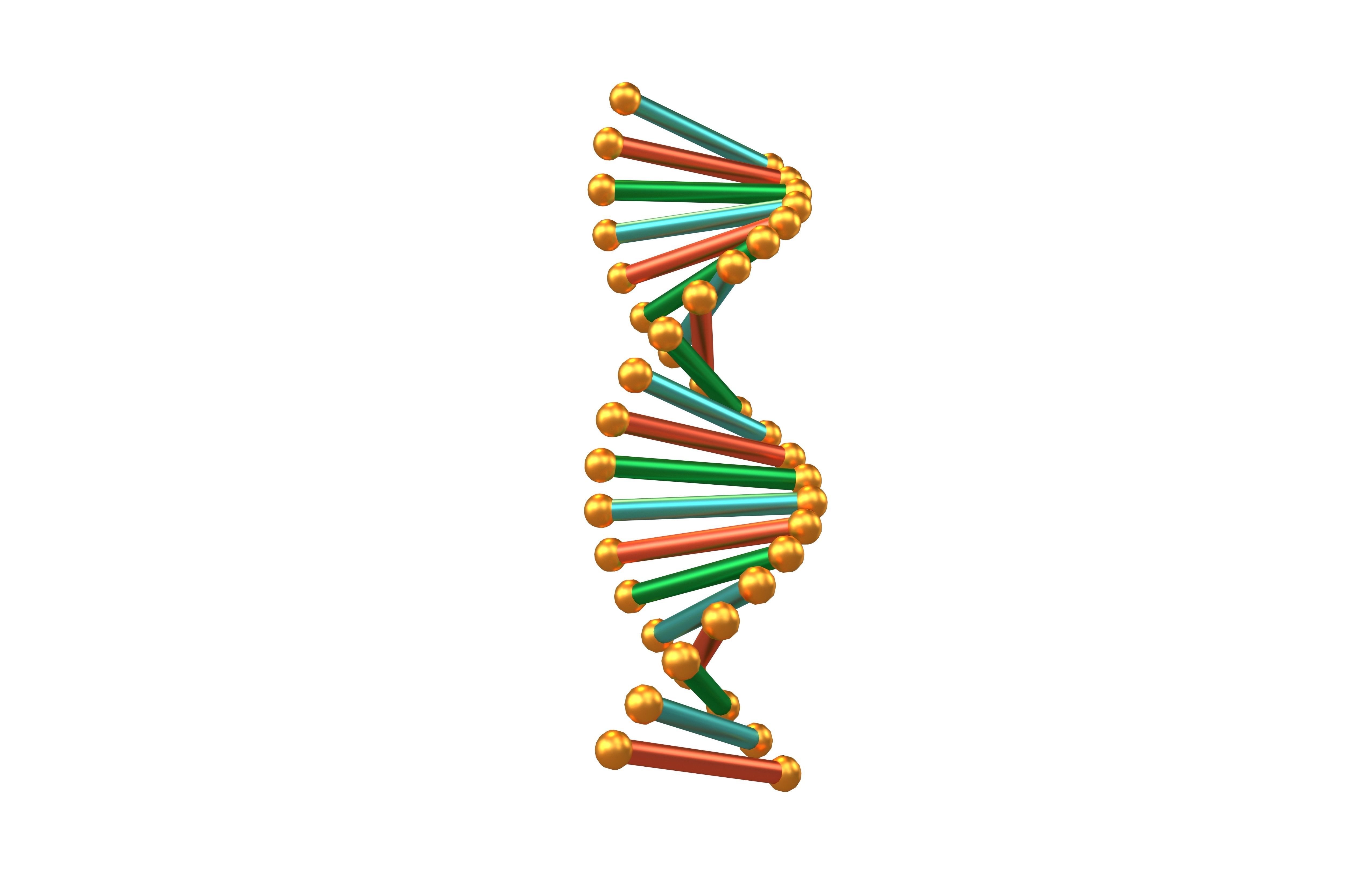 Cartoon DNA Molecule v2 006 Low-poly 3D model_2