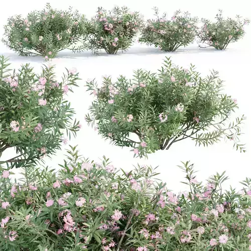 Oleander collection vol 166 3D model