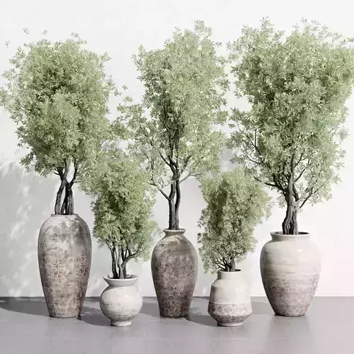 Olive tree in an old earthenware vase outdoor plant set 142