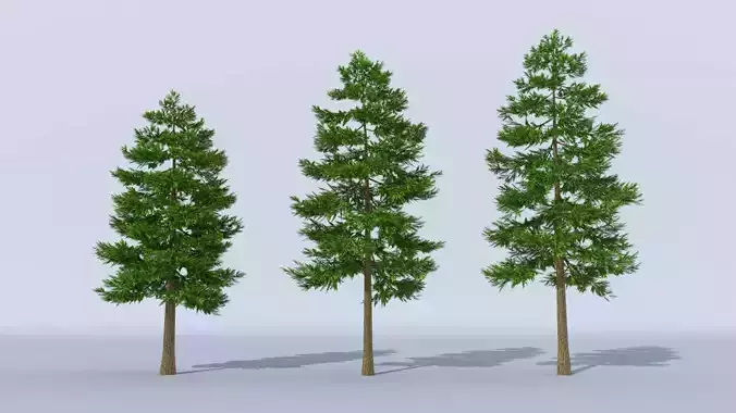 Pine Tree Pack of 3