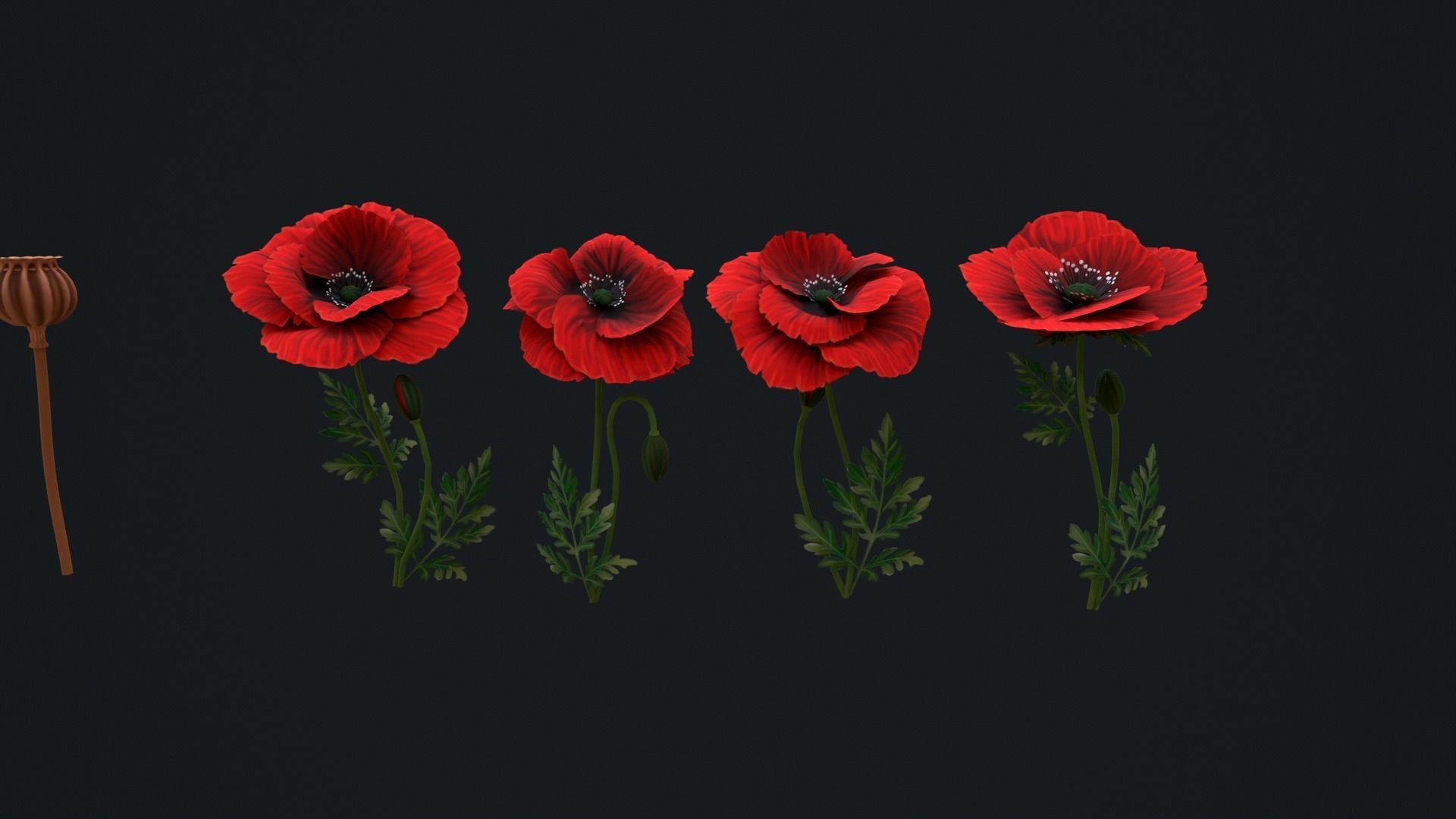 Stylized handpainted Poppy Low-poly 3D model_3