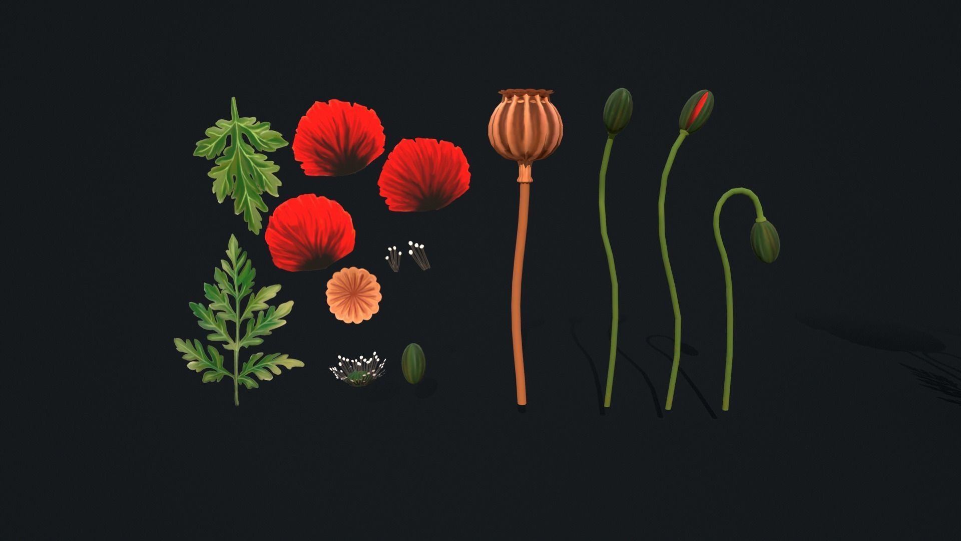 Stylized handpainted Poppy Low-poly 3D model_4