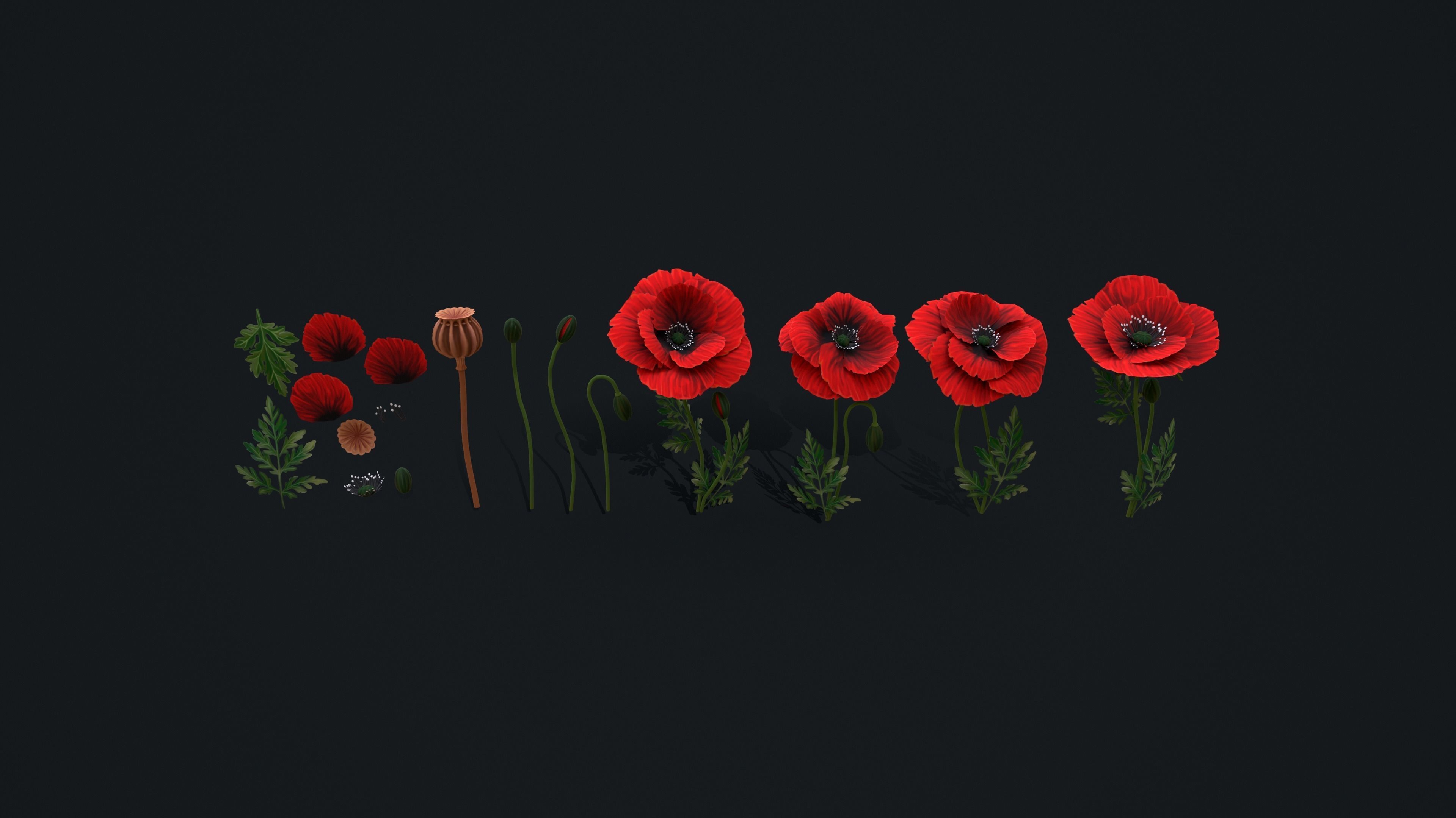 Stylized handpainted Poppy Low-poly 3D model_2