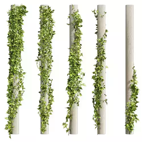 Collection plant vol 421 - pothos - outdoor - leaf - fitowall