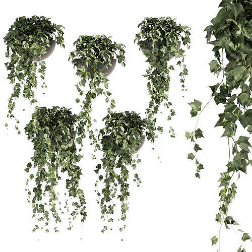 Collection plant vol 422 - Hedera - hanging - ampelous  3D model