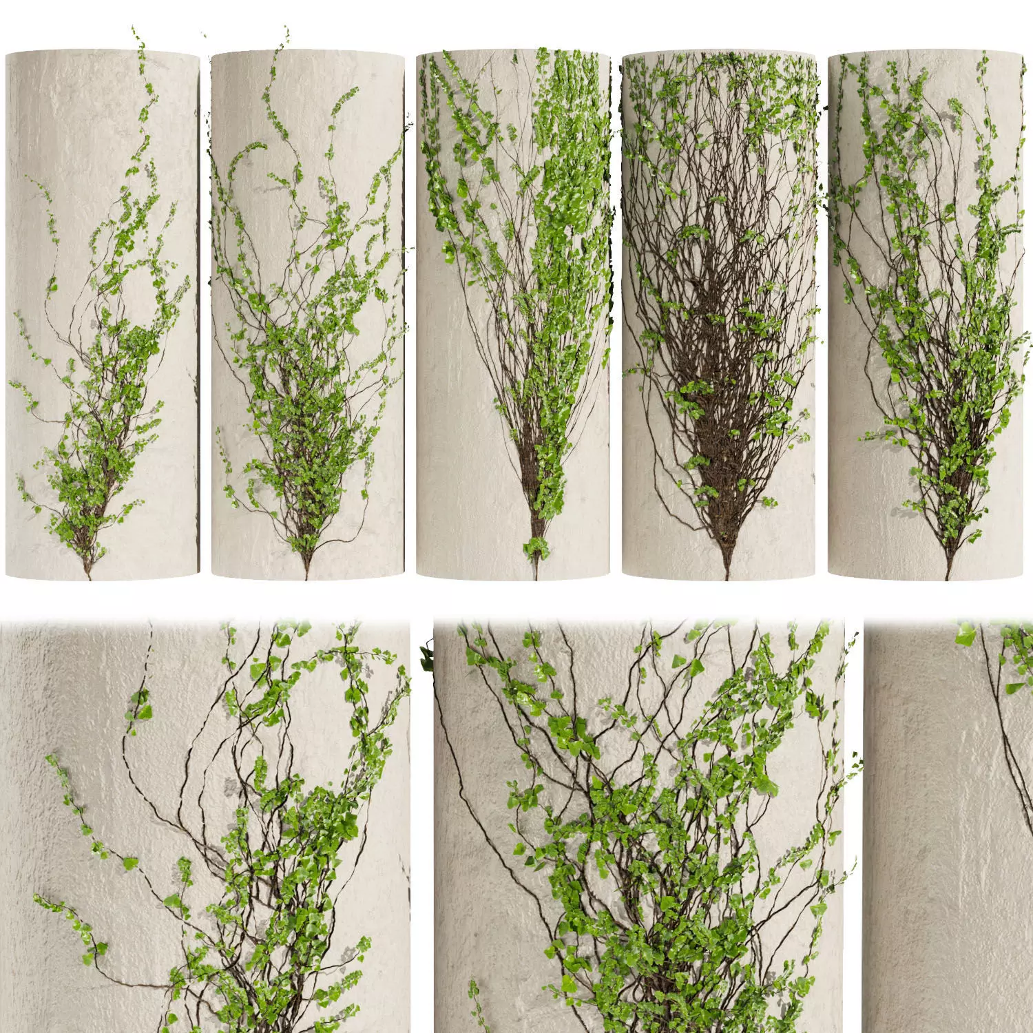 Collection plant vol 423 - Hedera - outdoor - leaf - fitowall 3D model_0