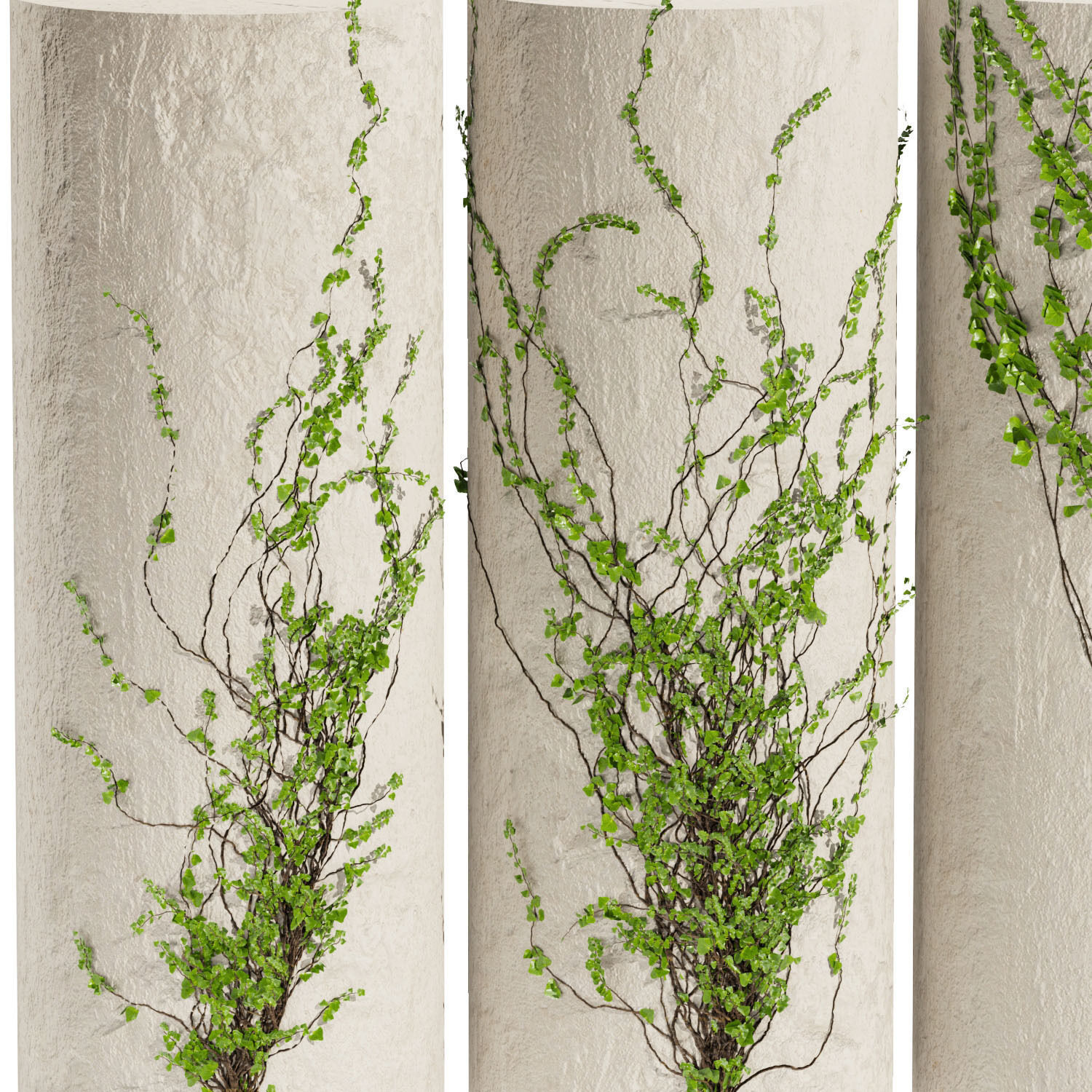 Collection plant vol 423 - Hedera - outdoor - leaf - fitowall 3D model_4