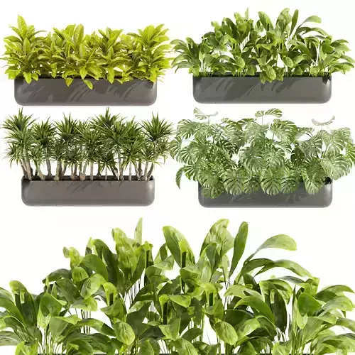 Collection plant vol 424 - indoor - peace lily - Croton 