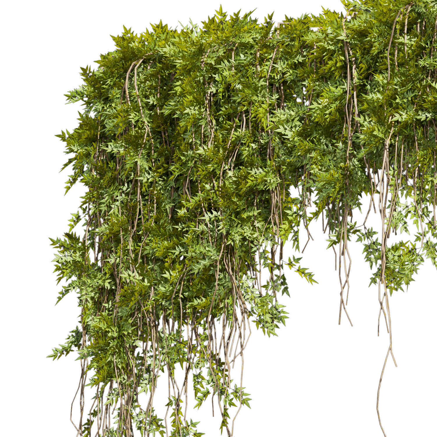 Collection plant vol 425 - bush - ivy - 3dmodel - Assorted 3D model_3