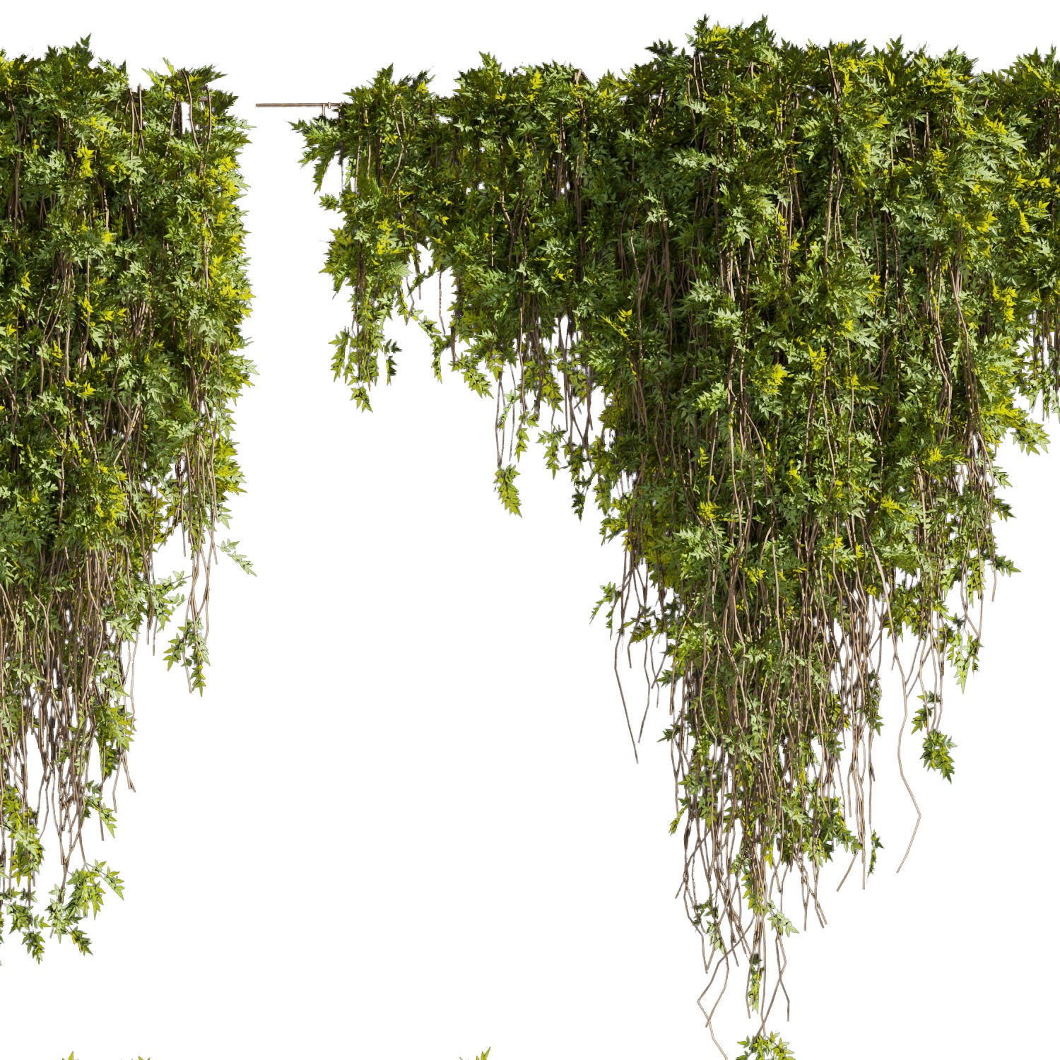 Collection plant vol 425 - bush - ivy - 3dmodel - Assorted 3D model_4