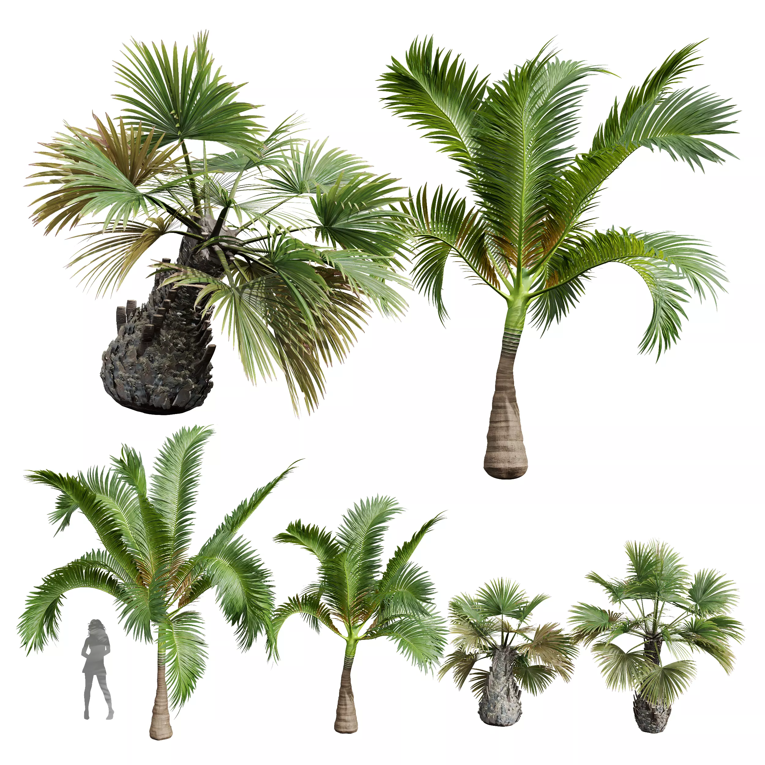 Areca Catechu Borassus Flabellifer Decorative Garden001 3D model