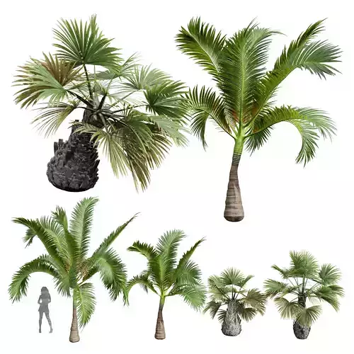 Areca Catechu Borassus Flabellifer Decorative Garden001 3D model