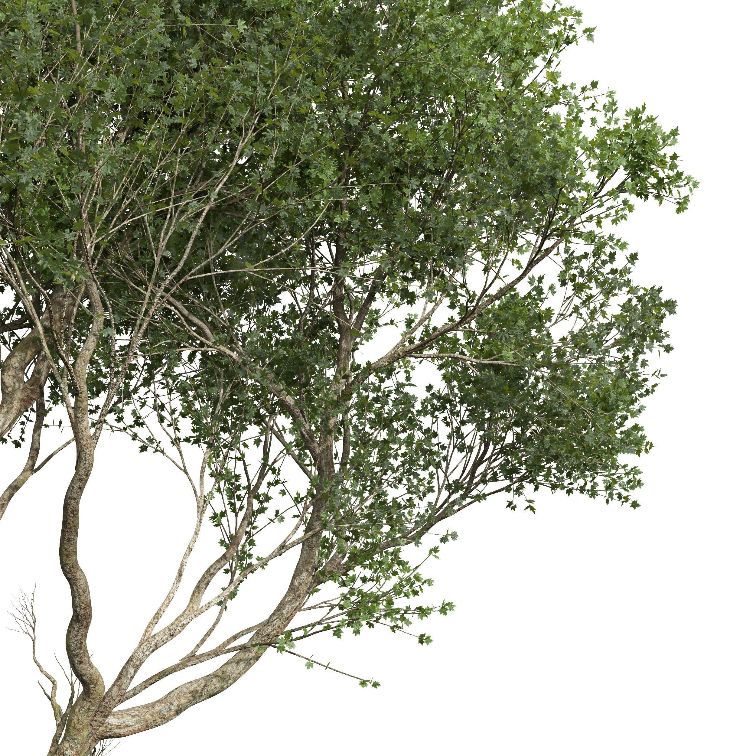 New Plant Acer Pseudoplatanus Cinnamomum Camphora 3D model_4