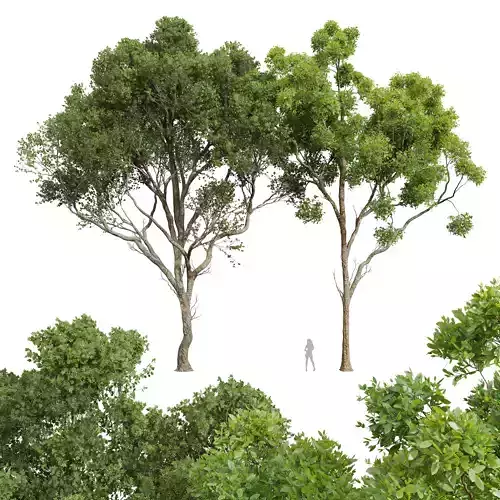 New Plant Acer Pseudoplatanus Cinnamomum Camphora 3D model