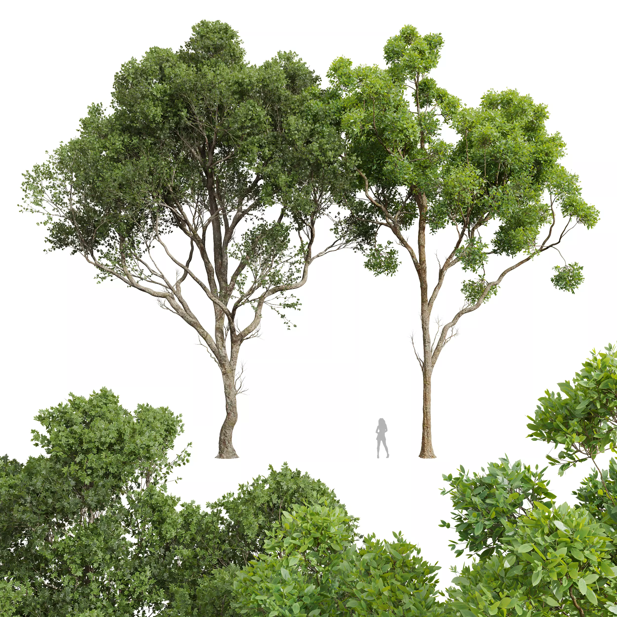 New Plant Acer Pseudoplatanus Cinnamomum Camphora 3D model_0