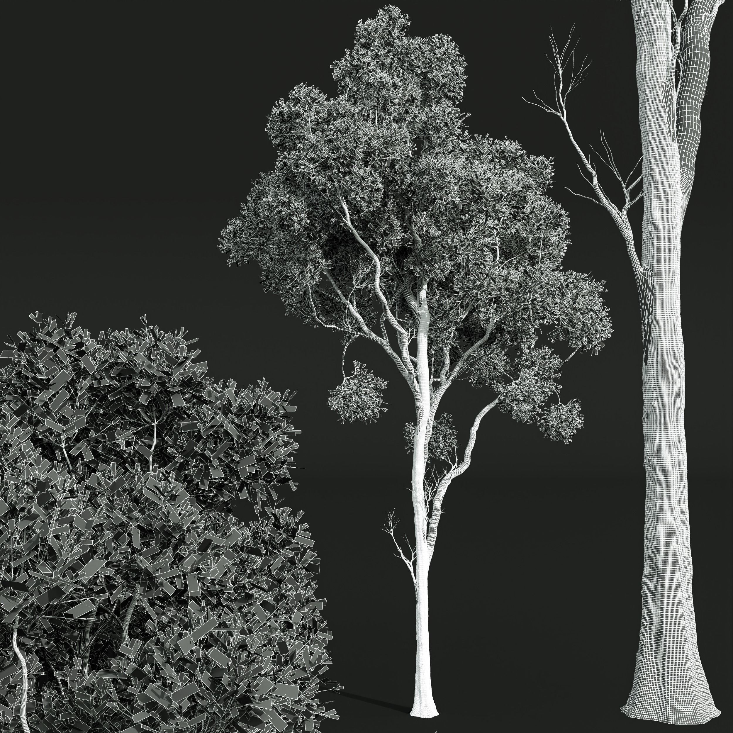 New Plant Acer Pseudoplatanus Cinnamomum Camphora 3D model_5