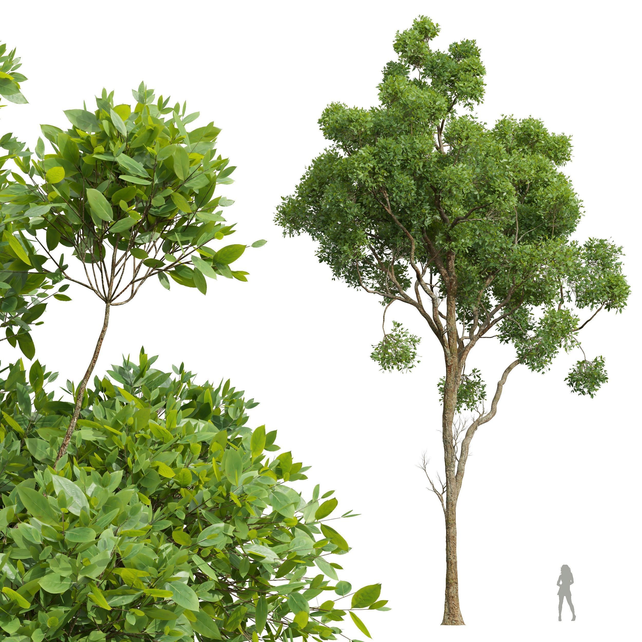 New Plant Acer Pseudoplatanus Cinnamomum Camphora 3D model_1