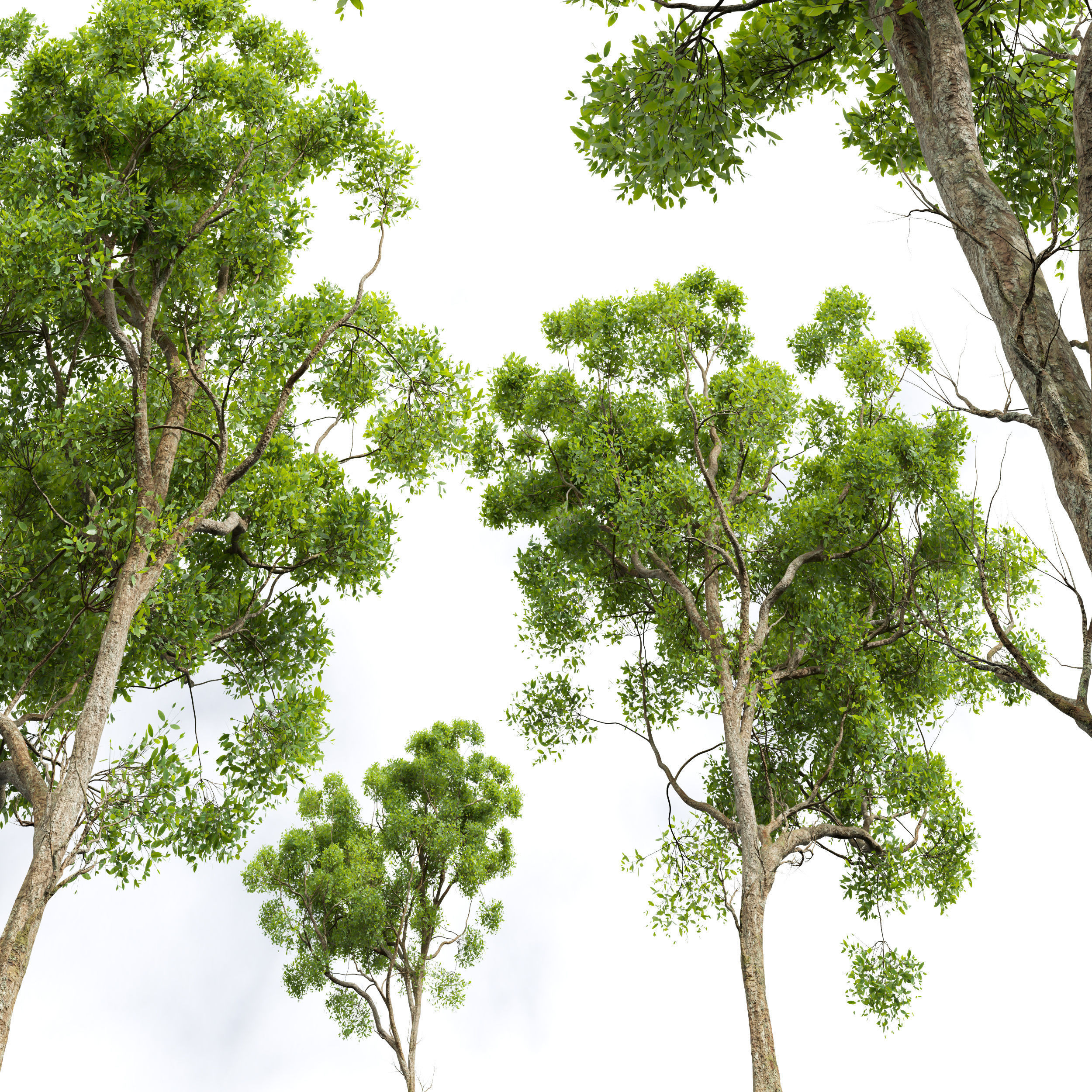 New Plant Acer Pseudoplatanus Cinnamomum Camphora 3D model_2