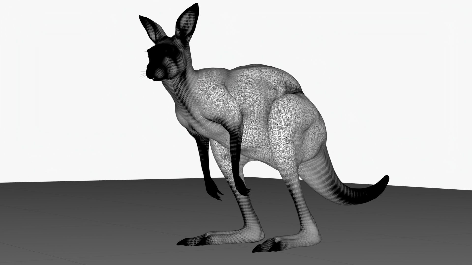 No Rgging Kangaroo With Fur for Maya XGEN  Low-poly 3D model_7