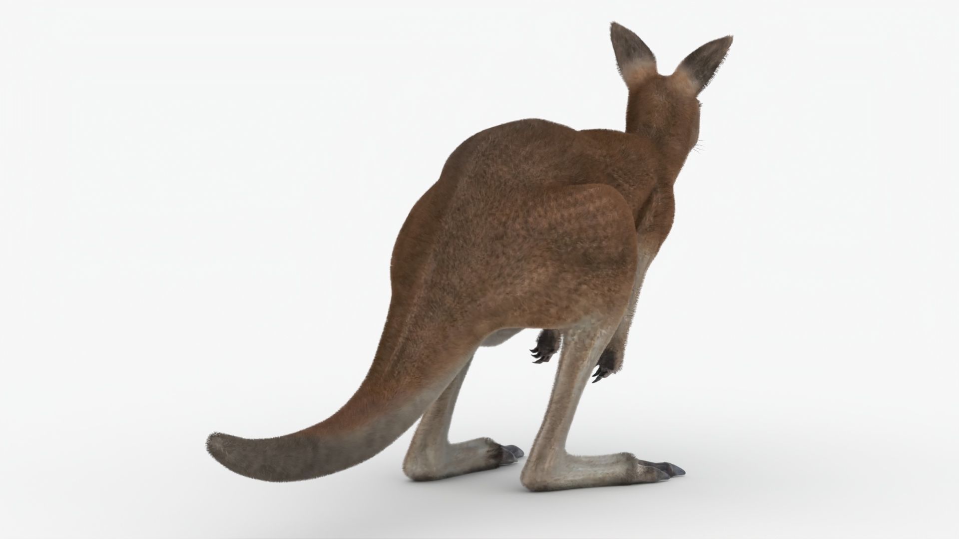 No Rgging Kangaroo With Fur for Maya XGEN  Low-poly 3D model_2
