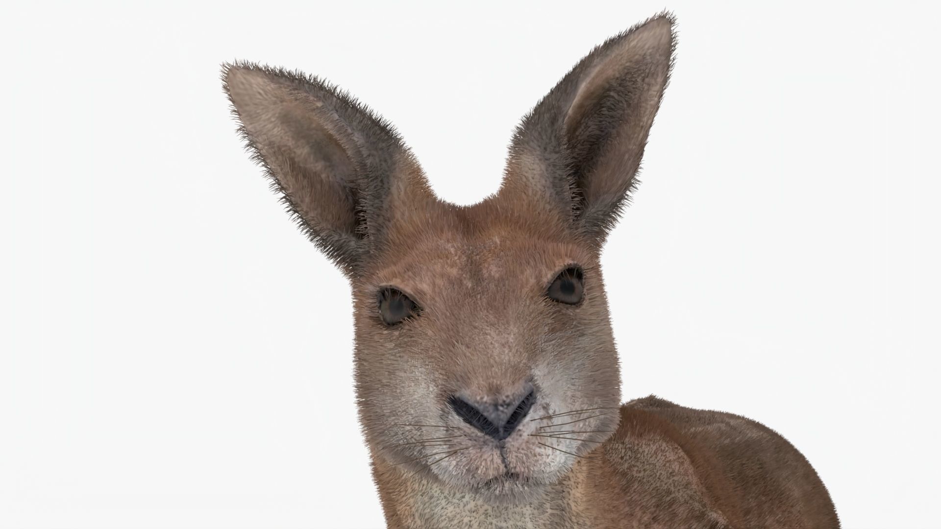 No Rgging Kangaroo With Fur for Maya XGEN  Low-poly 3D model_5