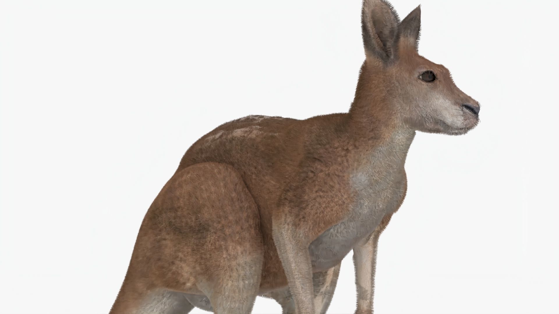 No Rgging Kangaroo With Fur for Maya XGEN  Low-poly 3D model_4