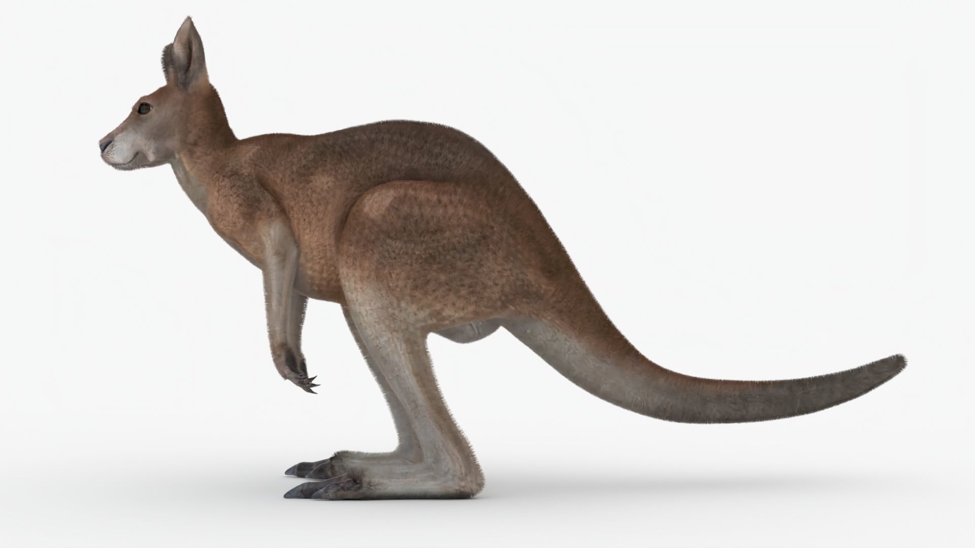 No Rgging Kangaroo With Fur for Maya XGEN  Low-poly 3D model_1