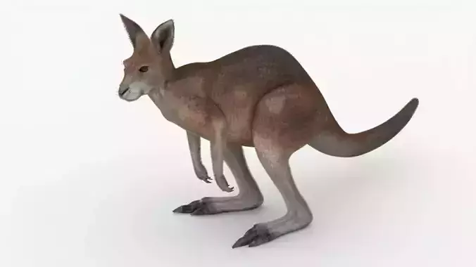 No Rgging Kangaroo With Fur for Maya XGEN 