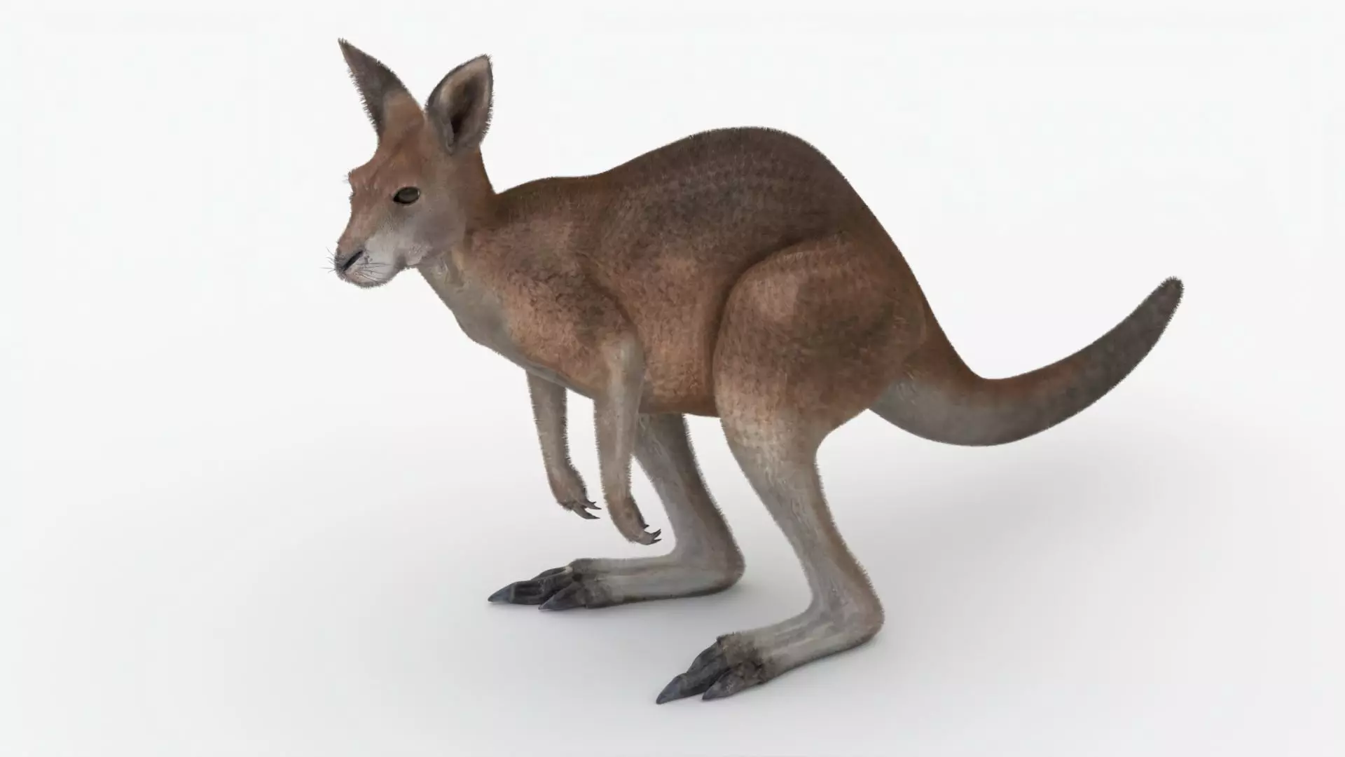 No Rgging Kangaroo With Fur for Maya XGEN  Low-poly 3D model_0