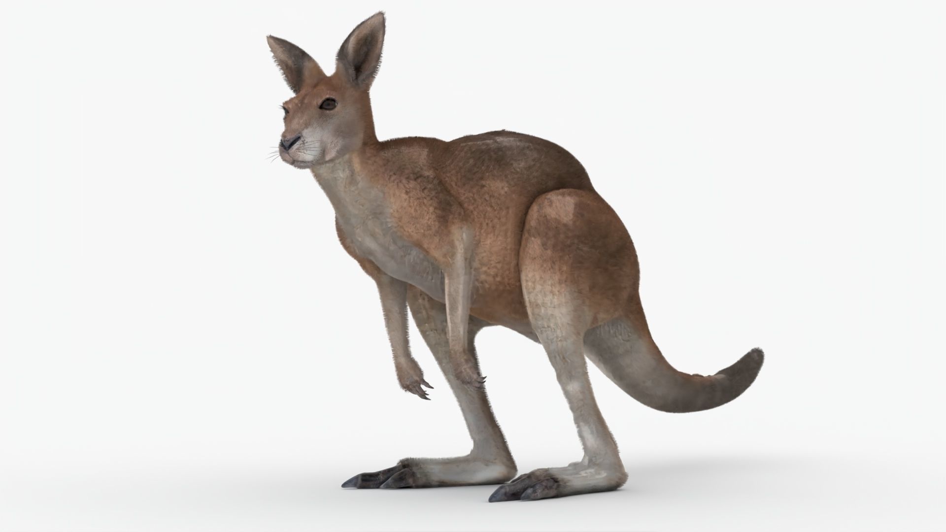 No Rgging Kangaroo With Fur for Maya XGEN  Low-poly 3D model_6