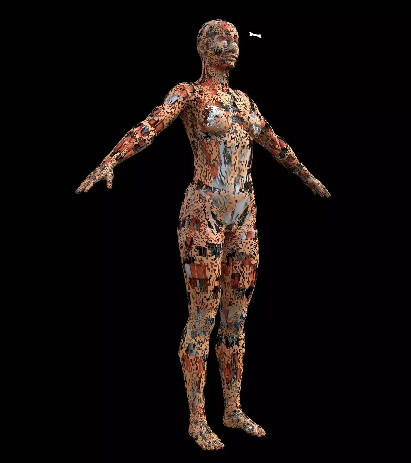 Human Anatomy Free 3D model