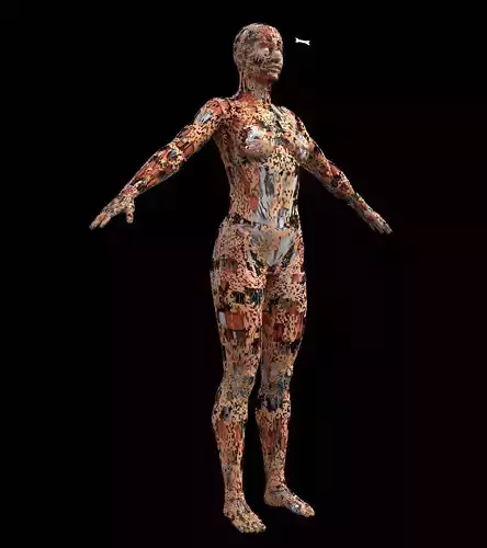 Human Anatomy Free 3D model