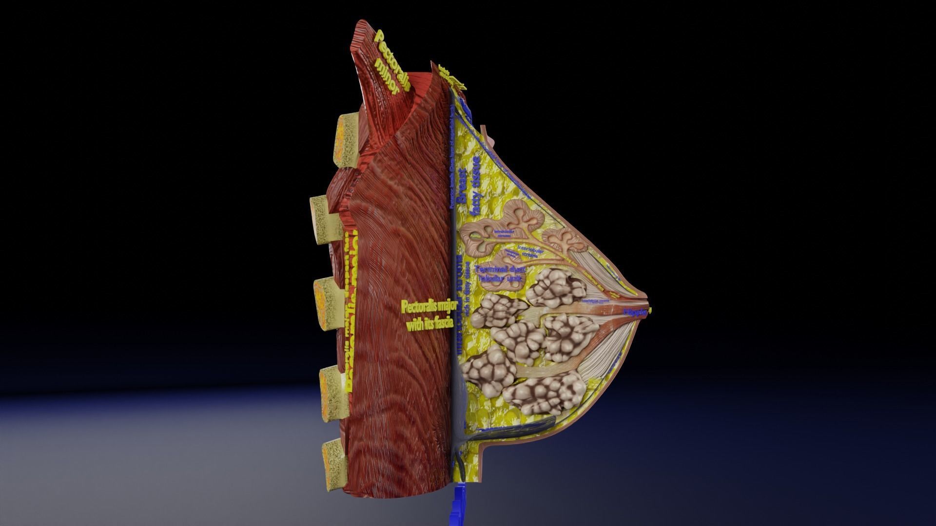 Breast anatomy histology detailed labelled precise to scale 3D model_29