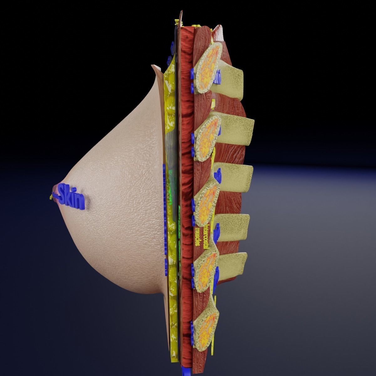 Breast anatomy histology detailed labelled precise to scale 3D model_27