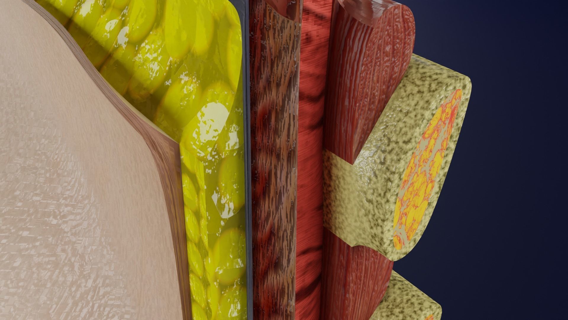 Breast anatomy histology detailed labelled precise to scale 3D model_17